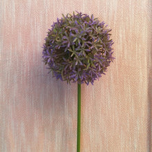 Lade das Bild in den Galerie-Viewer, Allium, 69 cm
